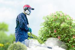 Обработка сада от паразитов - необходимые меры и их регулярность  в Пензе