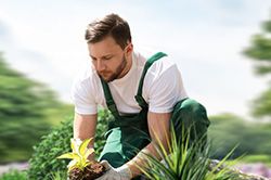 Озеленение и городское благоустройство, создание комфортной среды  в Пензе