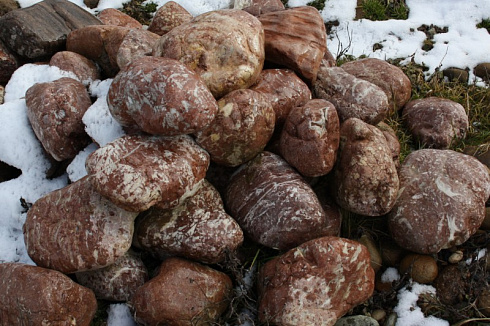 Kamenclub.ru: Розовый валунчик фр.100-300 мм.  купить в Пензе крупный природный камень розовый, серый молочный красный речной галечник природный 7850 руб/т   фото КАМЕНЬ КЛУБ