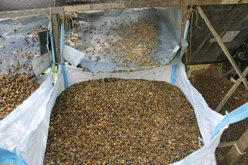 Kamenclub.ru: Галька окат (серо-желтая) фр.10-20 мм. купить  в Пензе галька серо-желтая, рыжая, серый речная окатанная округлая галька 5000 руб/т   фото КАМЕНЬ КЛУБ