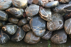 Kamenclub.ru: Валунчик Паутинник фр.100-300 мм  купить в Пензе крупный природный камень галечник темно-серый с прожилками белый черный речной валунчик 5000 руб/т   фото КАМЕНЬ КЛУБ