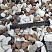 Kamenclub.ru: Мраморная крошка (щебень крошка микс : белый-черный-розовый) фр. 20-40 мм.  купить в Пензе мрамор белый, черный, розовый декоративная ландшафтная крошка 12000 руб/т   фото КАМЕНЬ КЛУБ