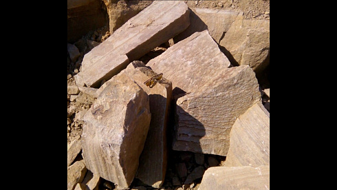 Kamenclub.ru: Песчаник пластушка желтый с рисунком (4-6 см)  купить в Пензе плитняк пластушка желтый с рисунком песчаник 9 000 руб/м3   фото КАМЕНЬ КЛУБ