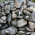 Kamenclub.ru: Валунчик Паутинник фр.100-300 мм  купить в Пензе крупный природный камень галечник темно-серый с прожилками белый черный речной валунчик 5000 руб/т   фото КАМЕНЬ КЛУБ