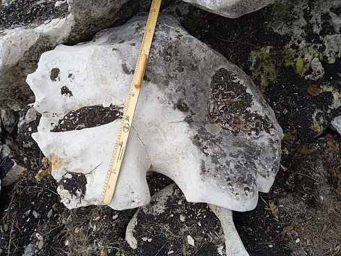 Kamenclub.ru: Выветренный известняк со мхом фр. 100-500 мм.  купить в Пензе известняк серый белый зеленый валун известняковый крупный 10000 руб/т   фото КАМЕНЬ КЛУБ