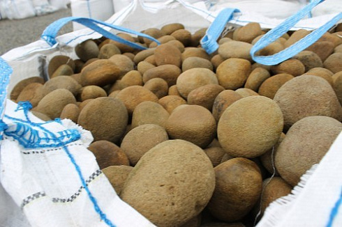 Kamenclub.ru: Песчаник ядра, фр. 100-300 мм  купить в Пензе песчаник бежевый серый рыжий речная галька 5 000 руб/т   фото КАМЕНЬ КЛУБ