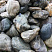 Kamenclub.ru: Речной валун Кабанчик фр.300-500 мм.  купить в Пензе крупный природный камень галька серый, темно-серый речной валун галечник масштабный 7000 руб/т   фото КАМЕНЬ КЛУБ