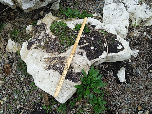 Kamenclub.ru: Выветренный известняк со мхом фр. 100-500 мм.  купить в Пензе известняк серый белый зеленый валун известняковый крупный 10000 руб/т   фото КАМЕНЬ КЛУБ