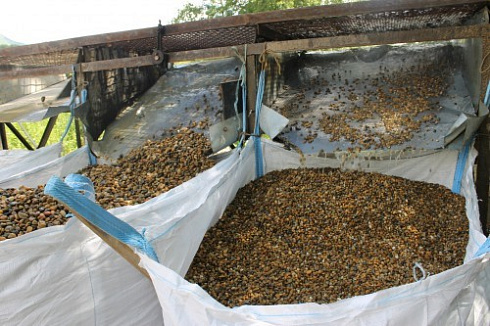 Kamenclub.ru: Галька окат (серо-желтая) фр.10-20 мм. купить  в Пензе галька серо-желтая, рыжая, серый речная окатанная округлая галька 5000 руб/т   фото КАМЕНЬ КЛУБ