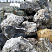 Kamenclub.ru: Черный гранит - кварцит фр. 100-500 мм.  купить в Пензе мрамор гранит черный с белыми прожилками, серый, белый валун скальный колотый 7000 руб/т   фото КАМЕНЬ КЛУБ