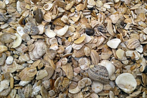 Морская ракушка фр. 5-20 мм  купить в Пензе фото Камень Клуб